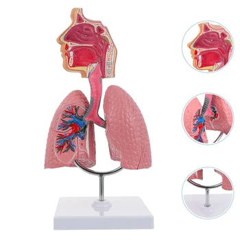 Sustav za učenje modela Anatomije pluća, model ljudskog zaslona, Školski Pluća, Anatomske Srce, Edukativne Igračke za nos